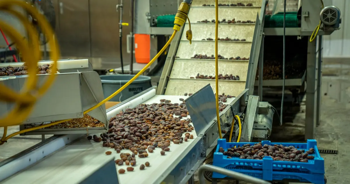 Dates moving along a conveyor chute in a food line, equipment where acetal food machinery parts such as guides and scrapers are used